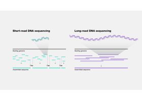 longreaddnasequencing-9812.jpg