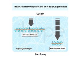 nguyenlidiendiprotein-1279.jpg